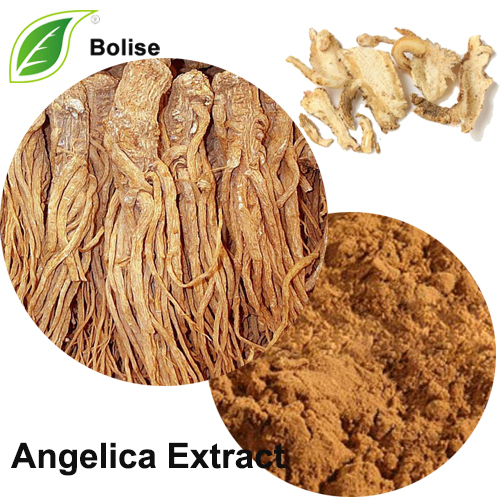 Angelica Extract