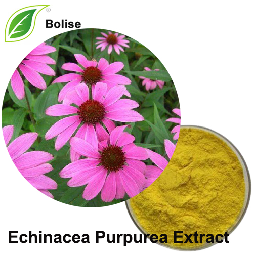 Echinacea Purpurea Extract
