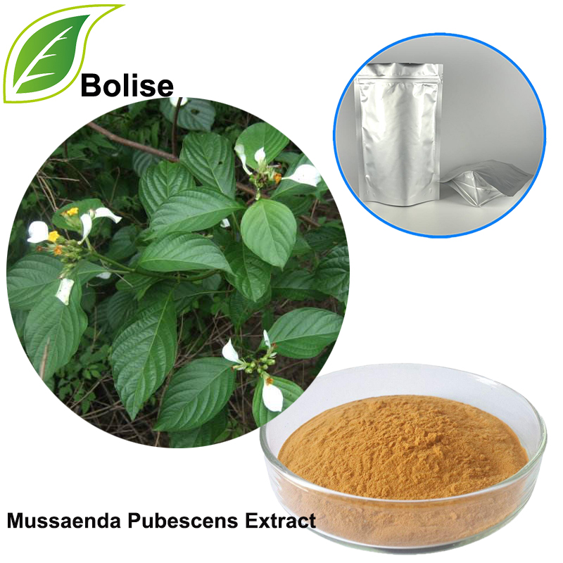 Mussaenda Pubescens Extract