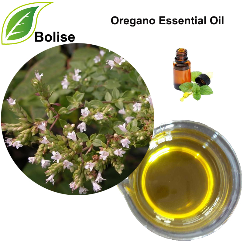 Oregano Essential Oil
