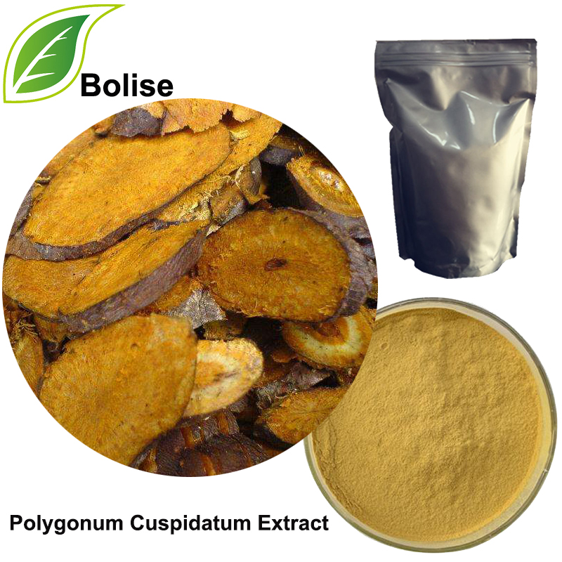 Polygonum Cuspidatum Extract