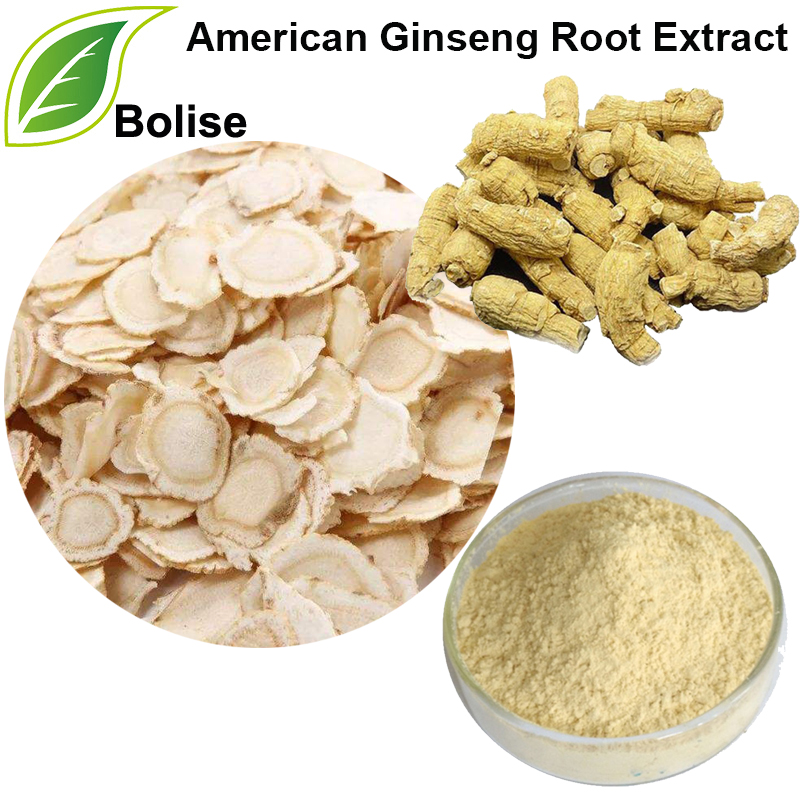 American Ginseng Root Extract