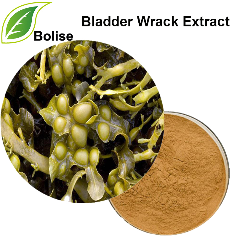 Bladderwrack Extract (Seaweed Extract)