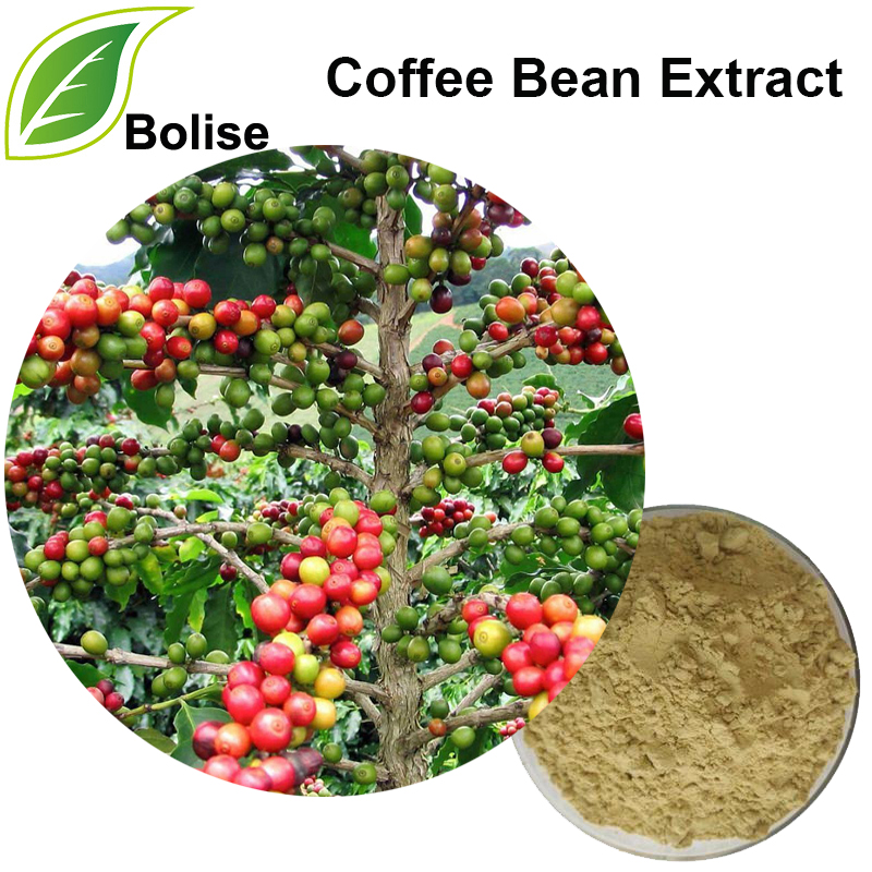 Coffee Bean Extract