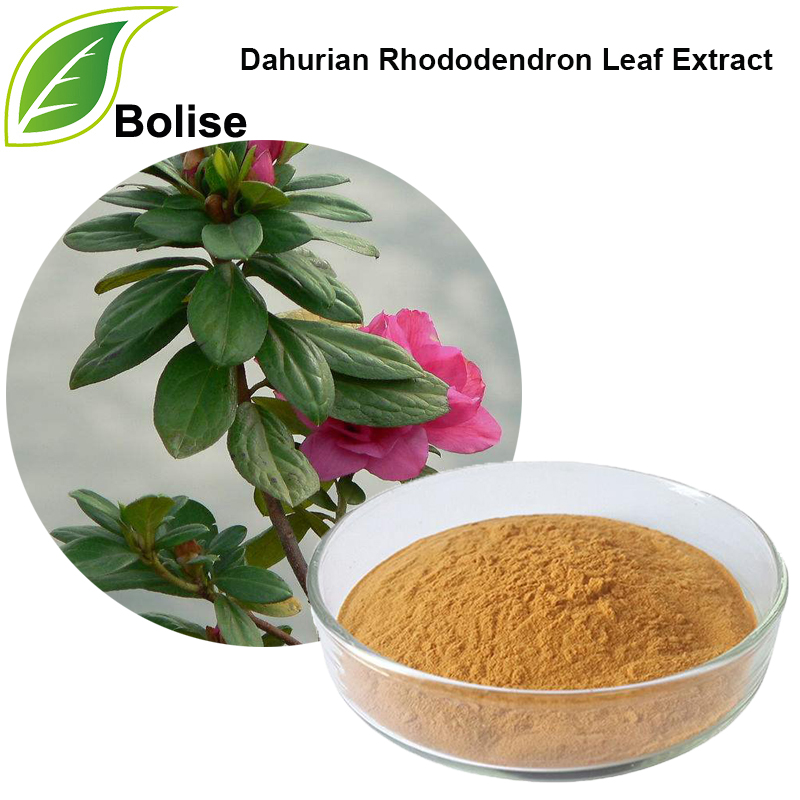 Dahurian Rhododendron Leaf Extract