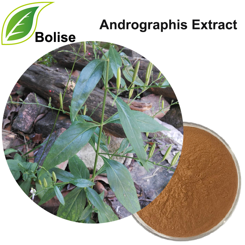 Andrographis Extract(Herba Andrographitis Extract)