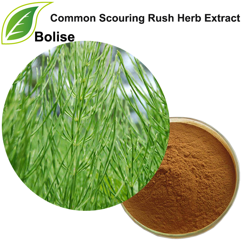 Common Scouring Rush Herb Extract(Herba Equiseti Hiemalis Extract)