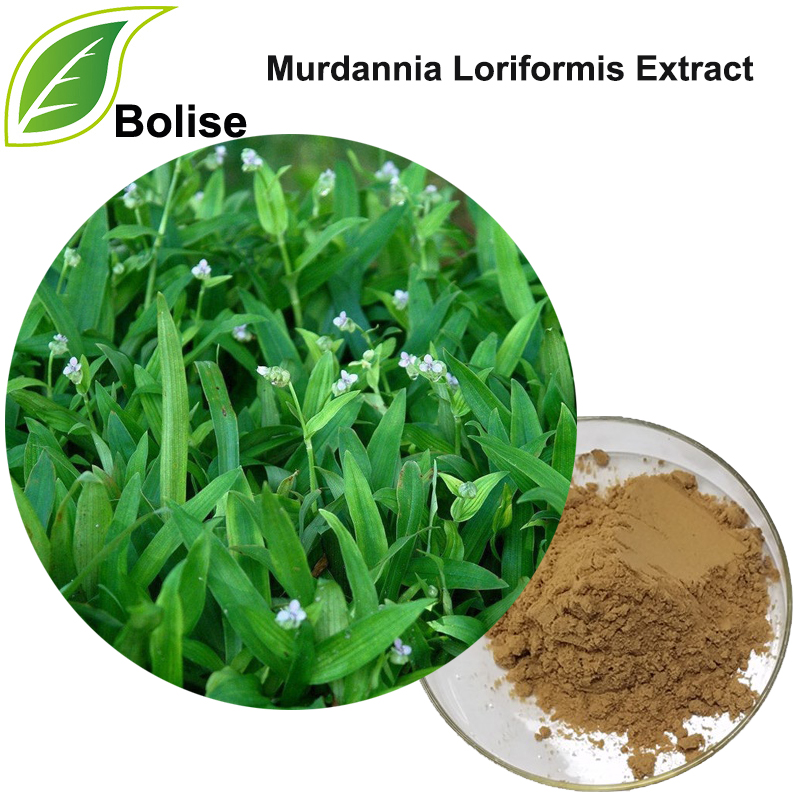 Murdannia Loriformis Extract