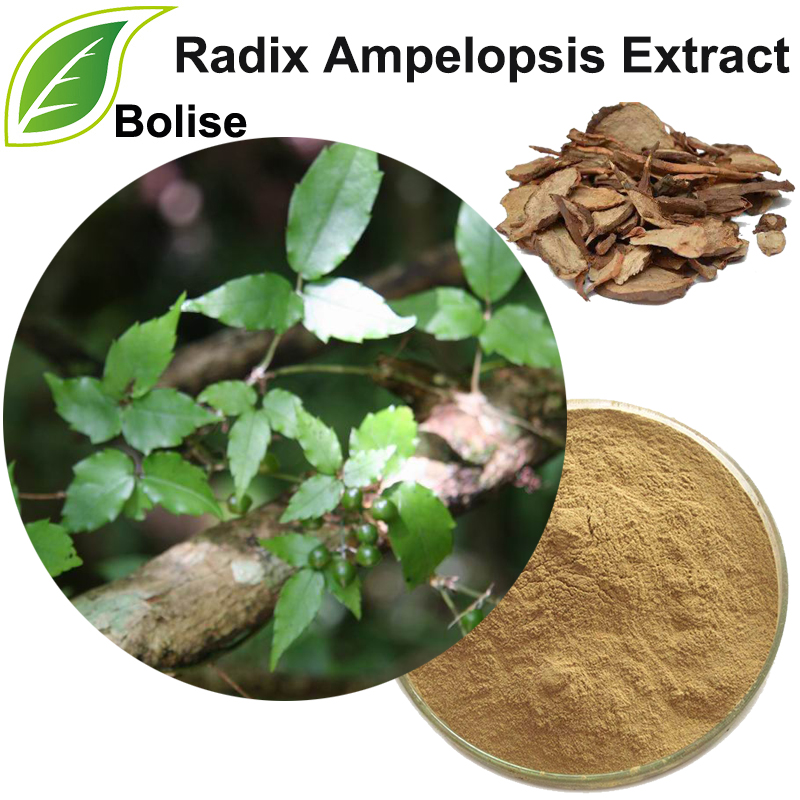 Japanese Ampelopsis Root Extract(Radix Ampelopsis Extract)