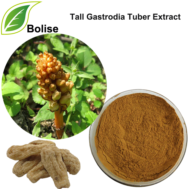 Tall Gastrodia Tuber Extract(Rhizoma Gastrodiae Extract)