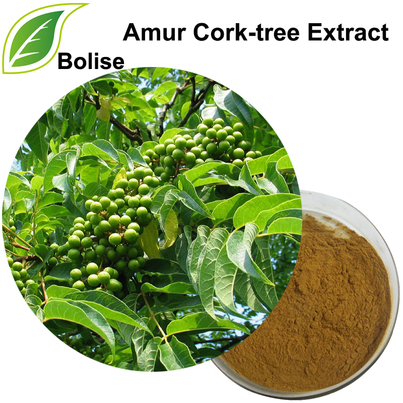 Amur Cork-tree Extract(Cortex Phellodendri Extract)
