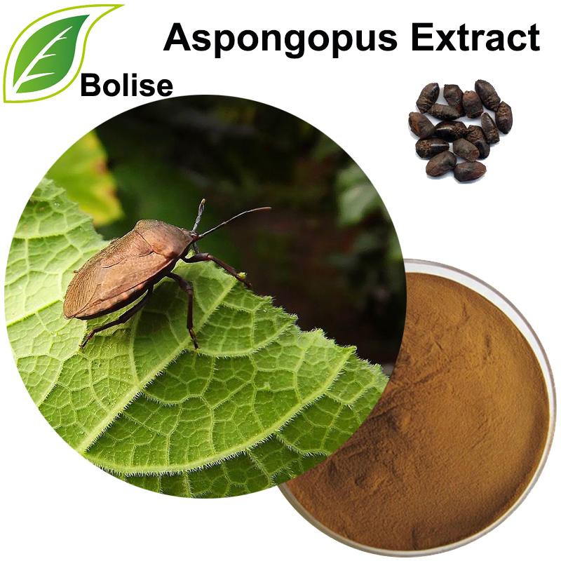 Jiuxiang Bug Extract(Aspongopus Extract)