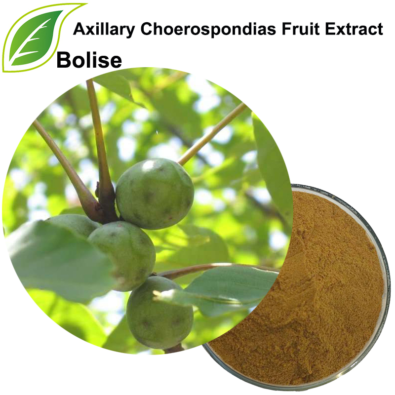 Axillary Choerospondias Fruit Extract