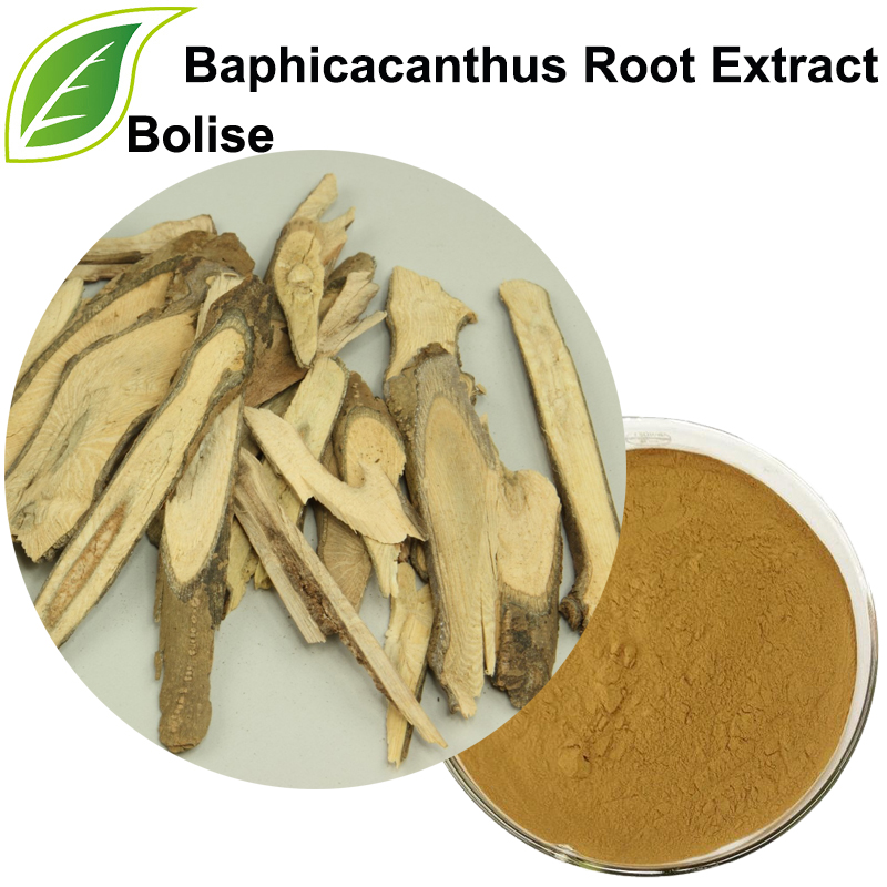 Baphicacanthus Root Extract
