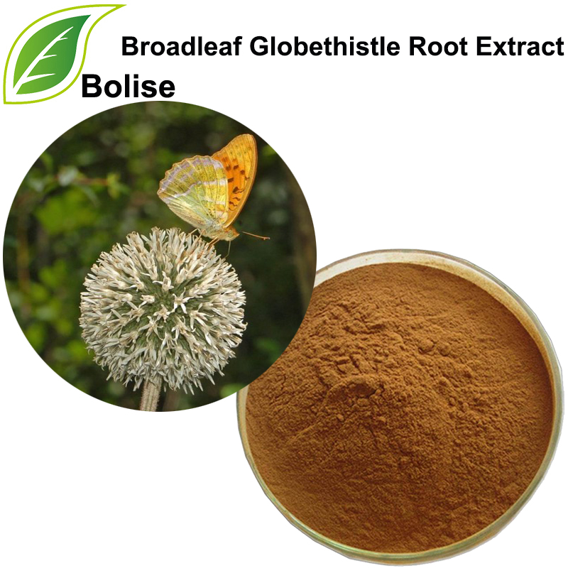 Broadleaf Globethistle Root Extract(Radix Echinopsis Extract)