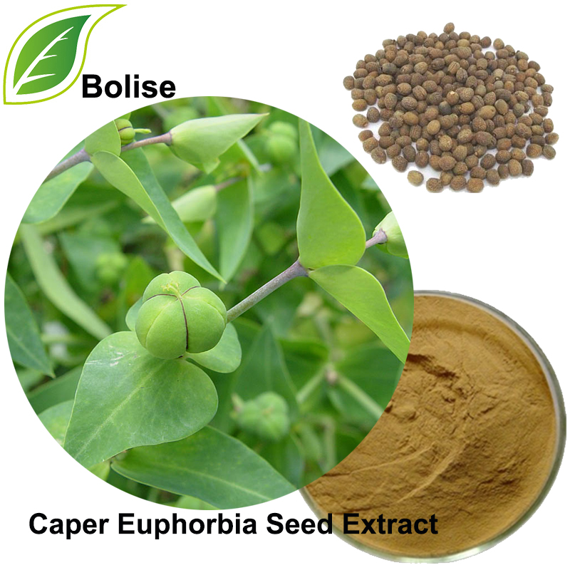 Caper Euphorbia Seed Extract