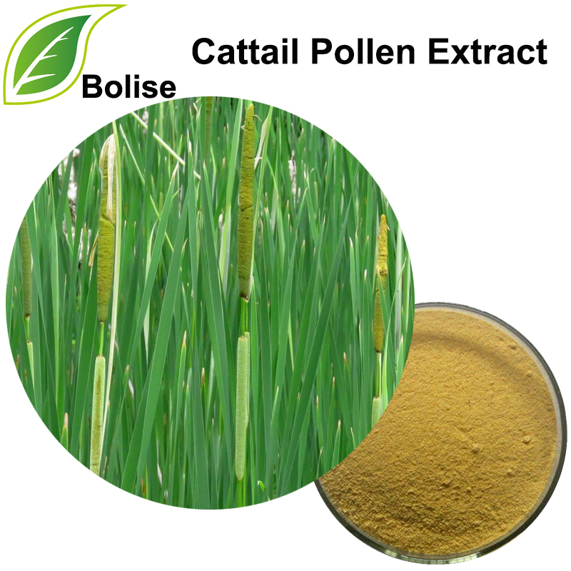 Cattail Pollen Extract(Pollen Typhae Extract)