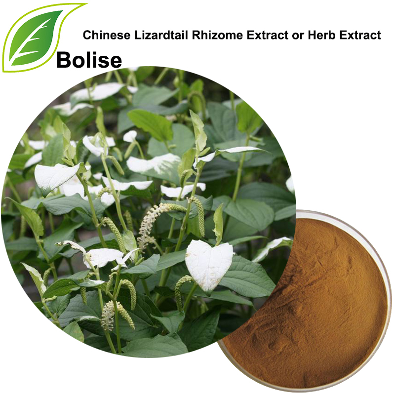 Chinese Lizardtail Rhizome Extract or Herb Extract