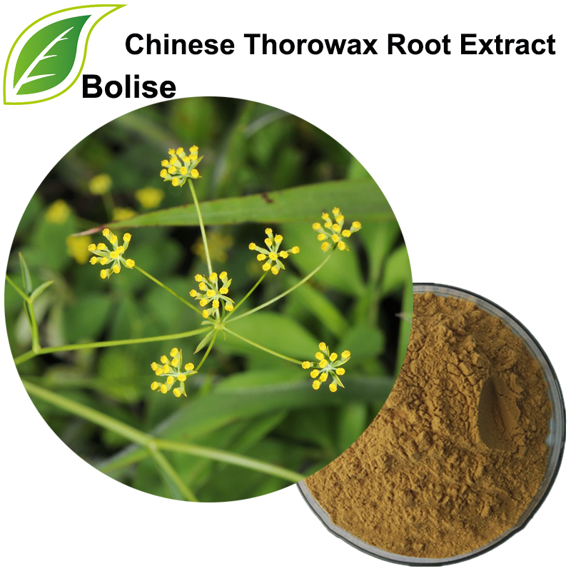 Chinese Thorowax Root Extract(Radix Bupleuri Extract)