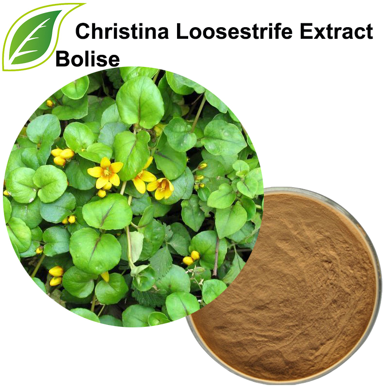 Christina Loosestrife Extract(Herba Lysimachiae Extract)