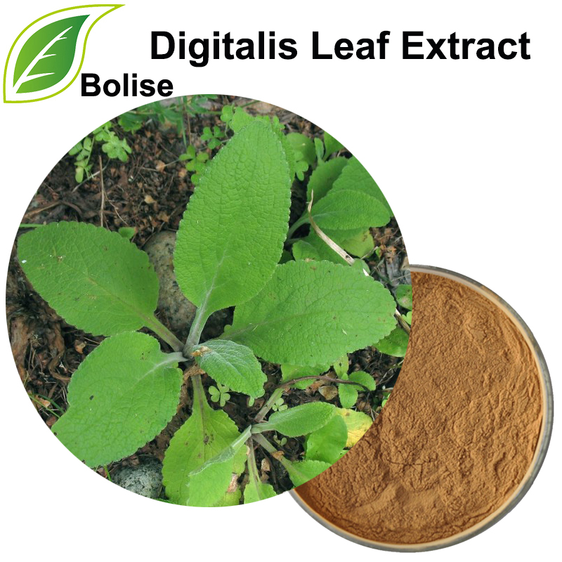 Digitalis Leaf Extract(Folium Digitalis Extract)