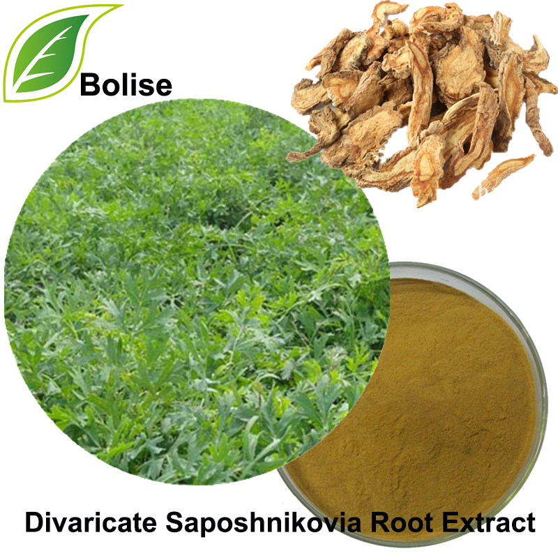 Divaricate Saposhnikovia Root Extract(Radix Saposhinkoviae Extract)