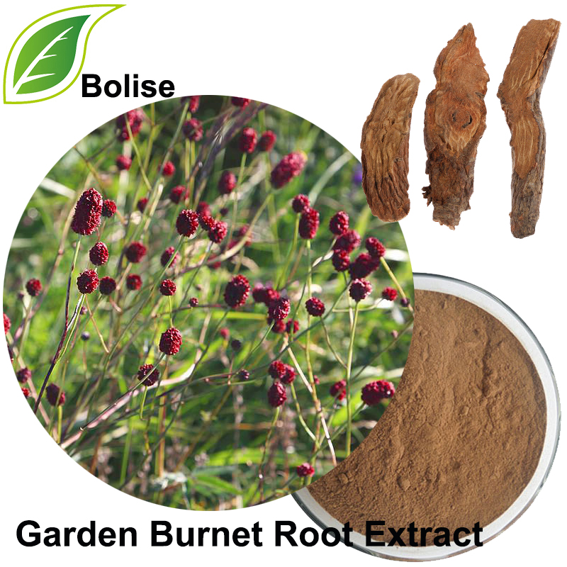 Garden Burnet Root Extract(Radix Sanguisorbae Extract)