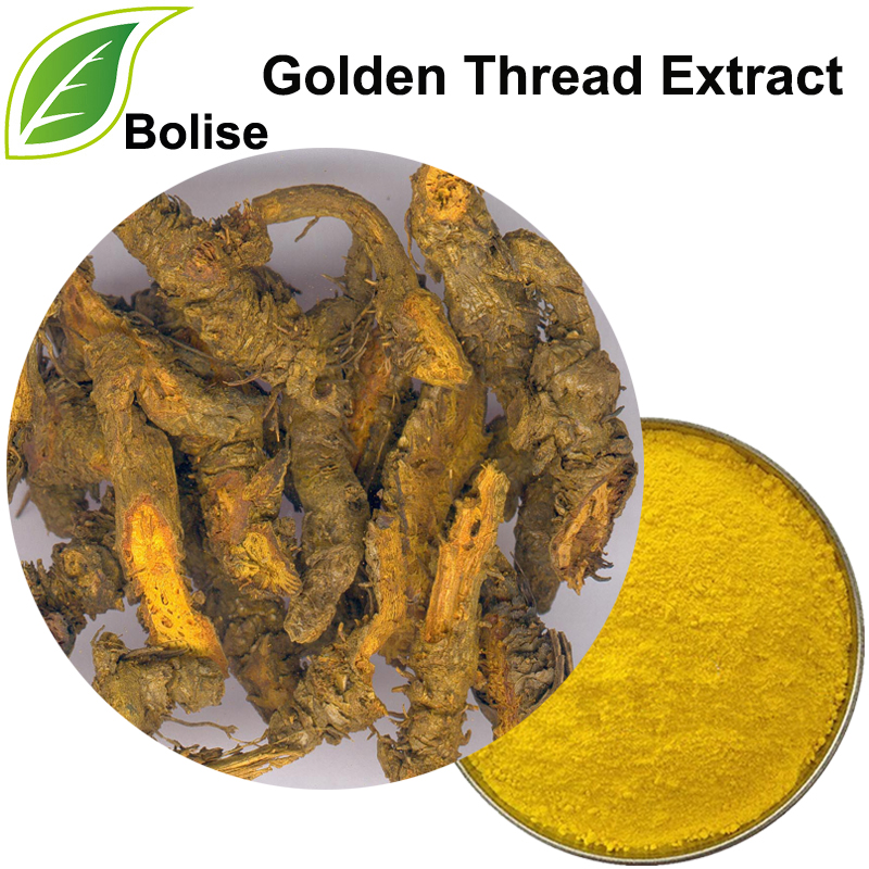 Golden Thread Extract(Rhizoma Coptidis Extract)