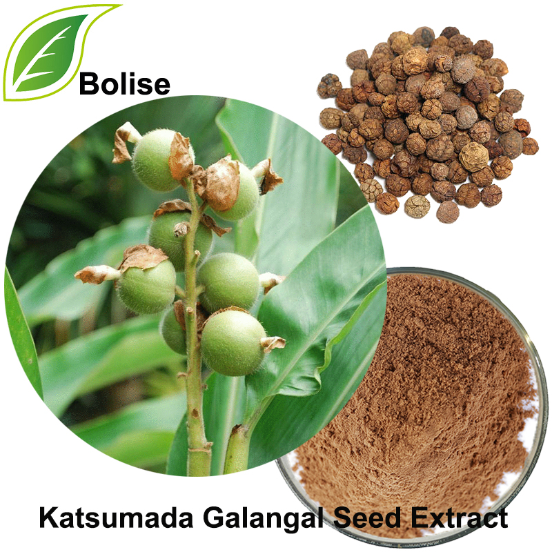 Katsumada Galangal Seed Extract