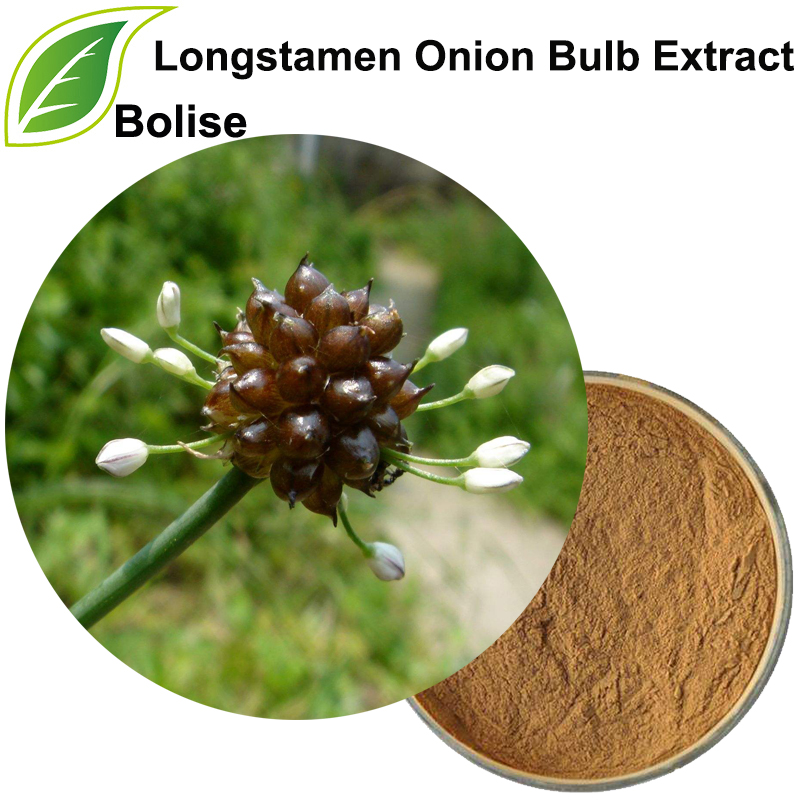 Longstamen Onion Bulb Extract(Bulbus Allii Macrostemi Extract)