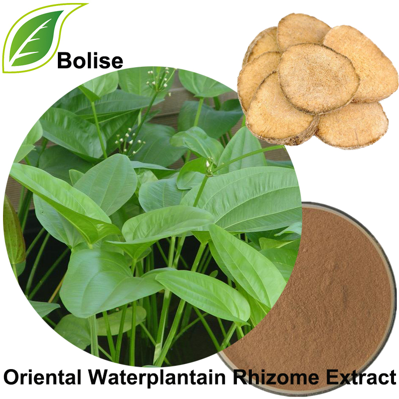 Oriental Waterplantain Rhizome Extract