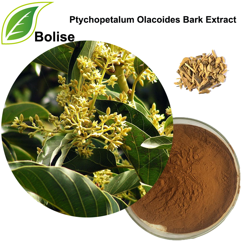 Ptychopetalum Olacoides Bark Extract