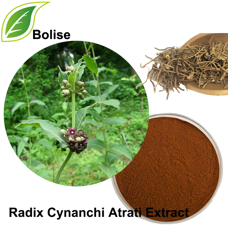 Blackend Swallowwort Root Extract(Radix Cynanchi Atrati Extract)