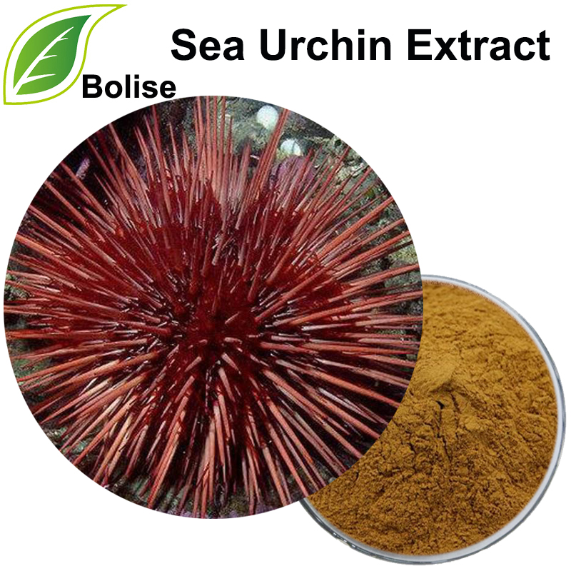 Sea Urchin Extract(Urchic Substance Bovine Extract)