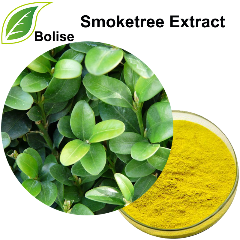 Smoke Tree Extract