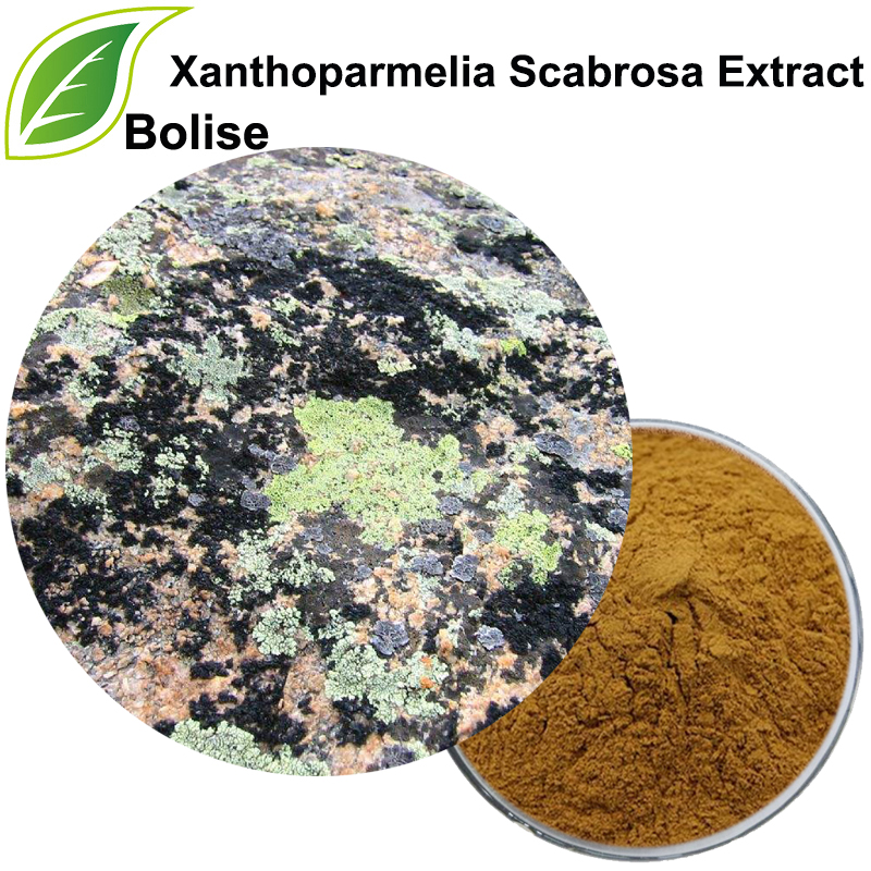 Xanthoparmelia Scabrosa Extract