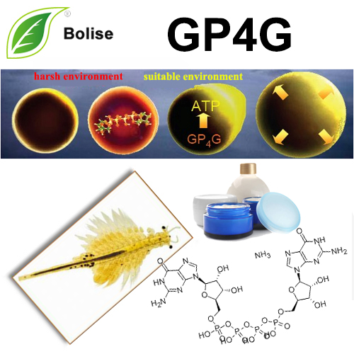 GP4G(Diguanosine Tetraphosphate)