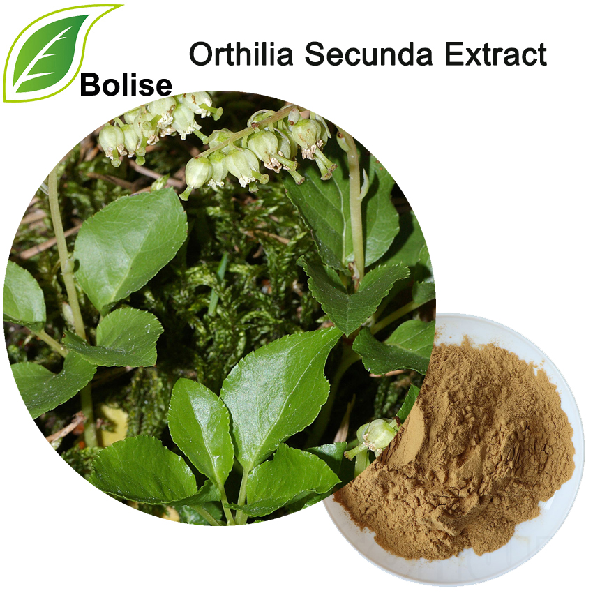 Orthilia Secunda Extract