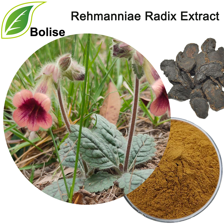Rehmanniae Radix Extract