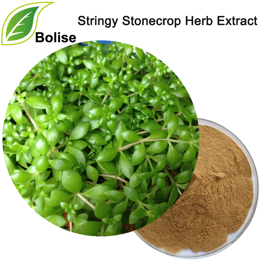 Stringy Stonecrop Herb Extract 