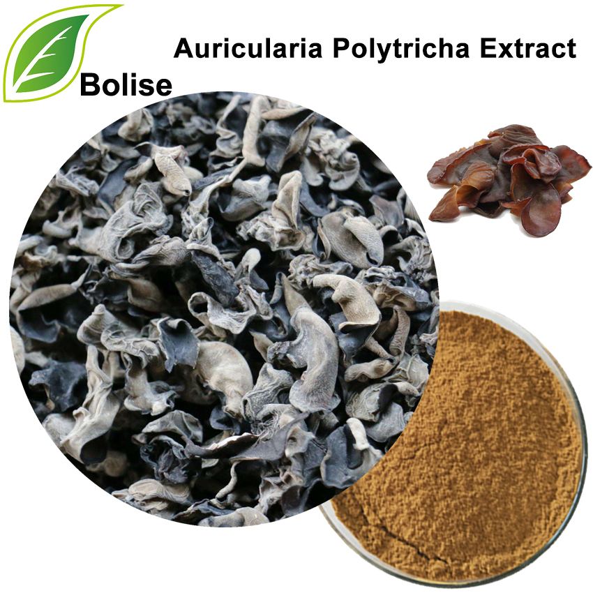 Auricularia Polytricha Extract