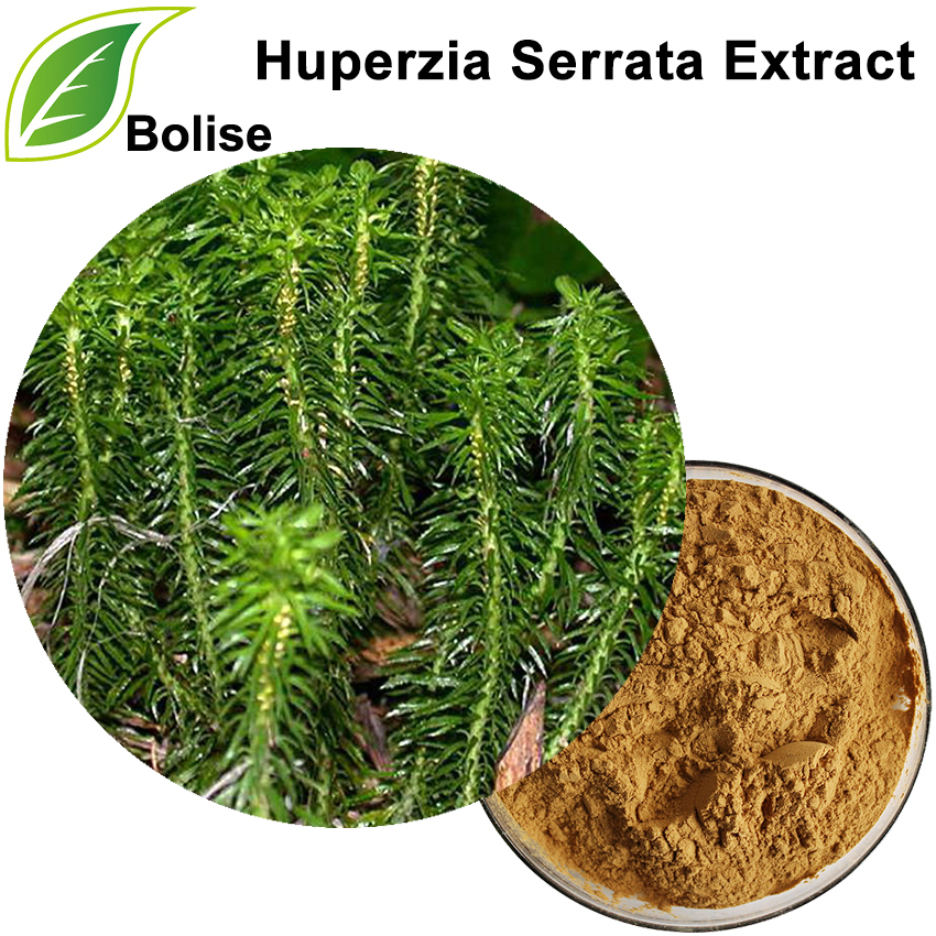 Huperzia Serrata Extract