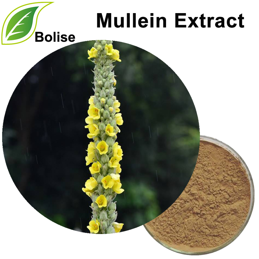 Mullein Extract