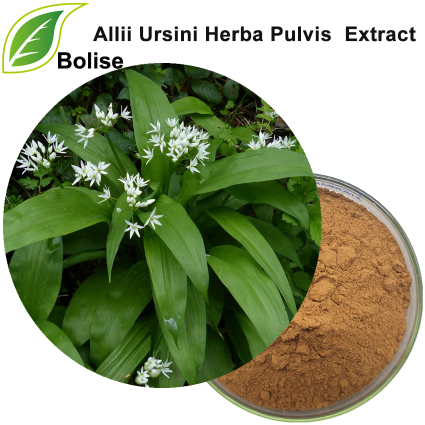 Allium Ursinum Extract(Allii Ursini Herba Pulvis Extract)