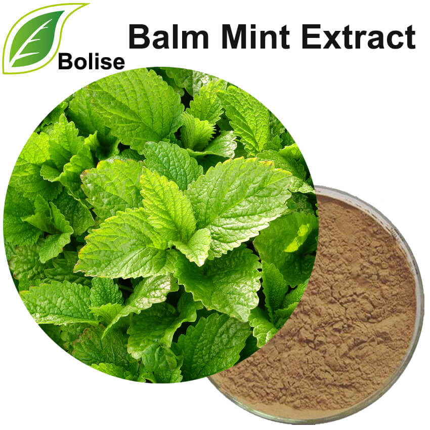 Balm Mint Extract