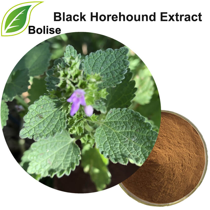 Black Horehound Extract