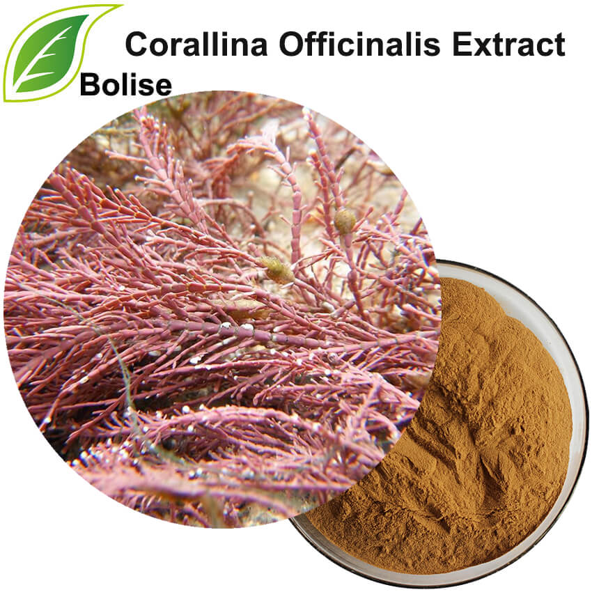 Corallina Officinalis Extract
