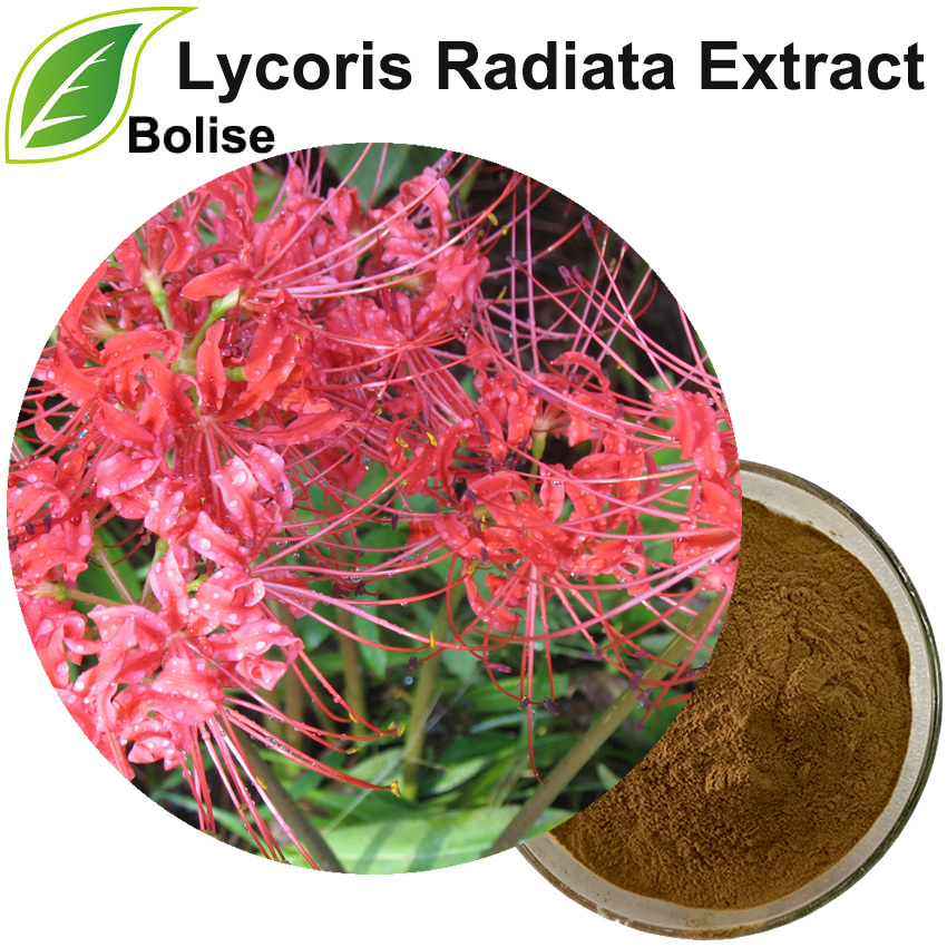 Lycoris Radiata Extract