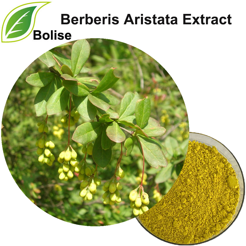 Berberis Aristata Extract
