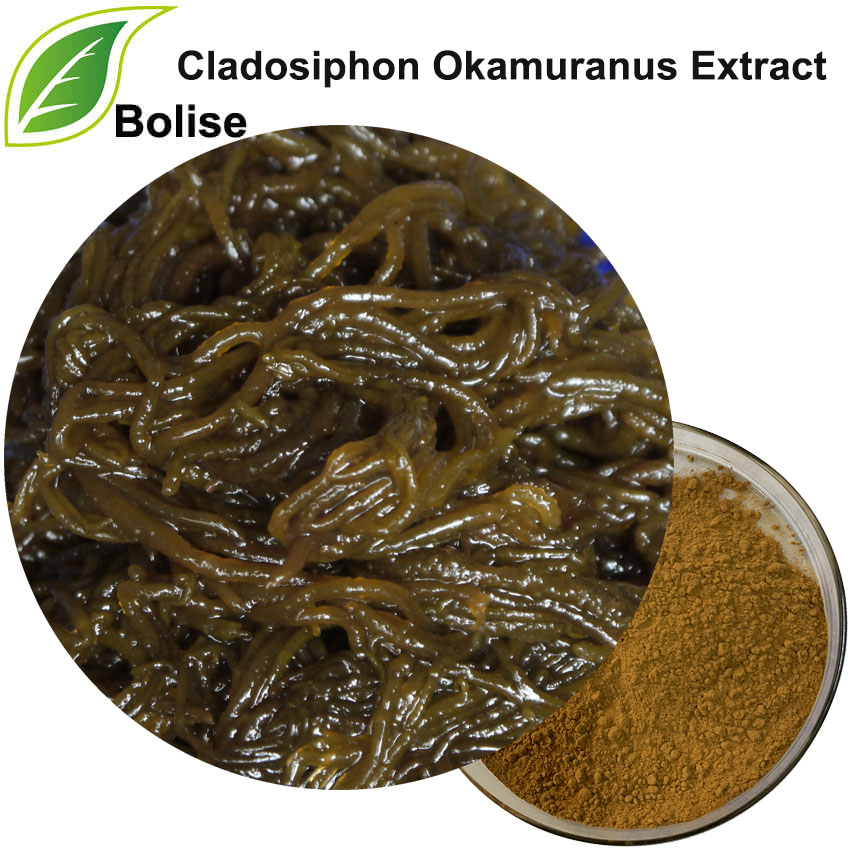 Cladosiphon Okamuranus Extract